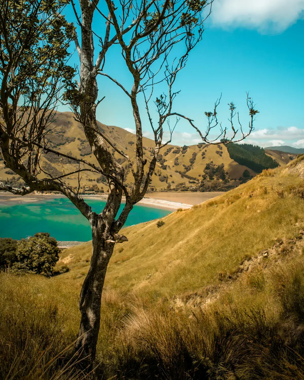 Nelson coastal view at sunset